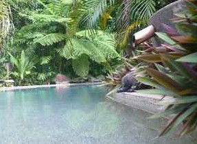Daintree Rainforest Retreat Motel - Accommodation Redcliffe 5
