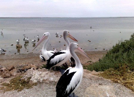 Venus Bay Caravan Park - Accommodation Redcliffe 1