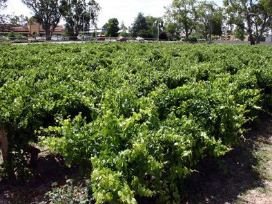 The Nuriootpa Vine Court Motel - Accommodation Redcliffe 2