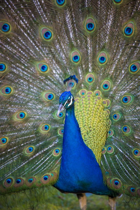 Willunga Peacock Farm Bed And Breakfast - Accommodation Redcliffe 0