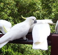 Lorikeet Lane BB - Accommodation Redcliffe