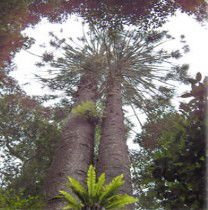 Acland ACT Accommodation Redcliffe