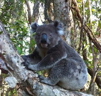 O'Carrollyns At One Mile Beach - Accommodation Redcliffe