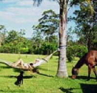 Neds Bed Horse O Tel - Accommodation Redcliffe