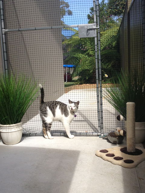 Caringbah Cat Hotel - Accommodation Redcliffe 0