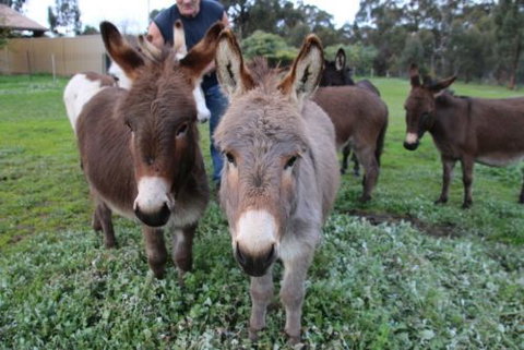 Donkey Tales Farm Cottages - Accommodation Redcliffe 0
