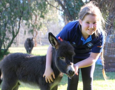 Donkey Tales Farm Cottages - Accommodation Redcliffe 1