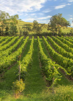 Balgownie Estate Vineyard & Spa - Accommodation Redcliffe 4