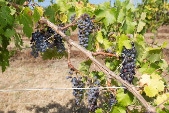 De'Vine Escape - Accommodation Redcliffe 13