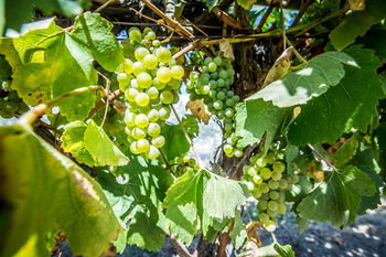 De'Vine Escape - Accommodation Redcliffe 20