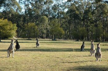 Hunter Hideaway Cottages - Accommodation Redcliffe 10