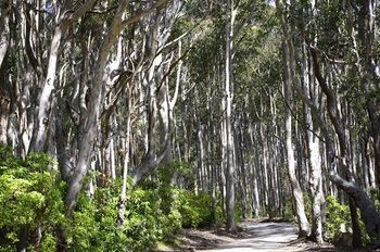 Bawley Bush Retreat And Cottages - Accommodation Redcliffe 37