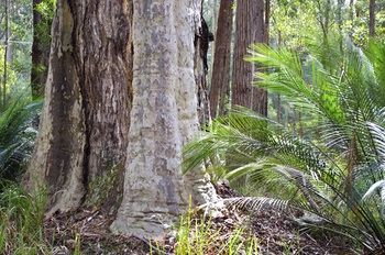 Bawley Bush Retreat And Cottages - Accommodation Redcliffe 38