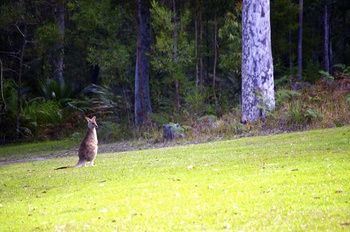 Bawley Bush Retreat And Cottages - Accommodation Redcliffe 43