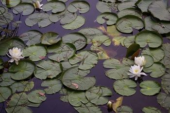 Bawley Bush Retreat And Cottages - Accommodation Redcliffe 44