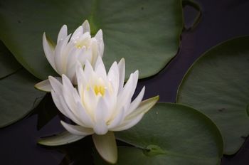 Bawley Bush Retreat And Cottages - Accommodation Redcliffe 47