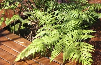 Bawley Bush Retreat And Cottages - Accommodation Redcliffe 48
