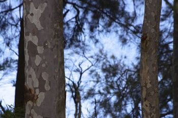 Bawley Bush Retreat And Cottages - Accommodation Redcliffe 69