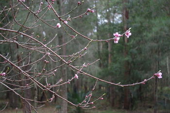 Bawley Bush Retreat And Cottages - Accommodation Redcliffe 82
