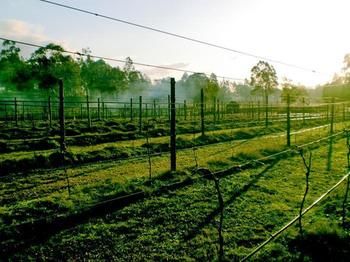 Hunter Country Lodge - Accommodation Redcliffe 3