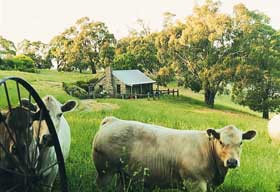 Adelaide Hills Country Cottages - Gum Tree Cottage - Accommodation Redcliffe 1