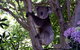 Adelaide Hills Bed & Breakfast Accommodation - thumb 4