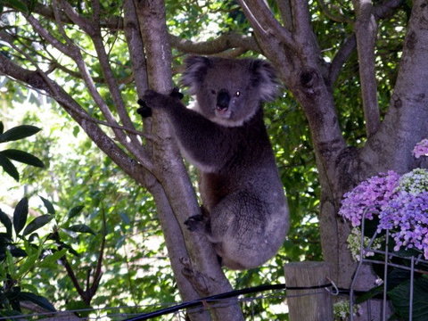 Adelaide Hills Bed & Breakfast Accommodation - Accommodation Redcliffe 4