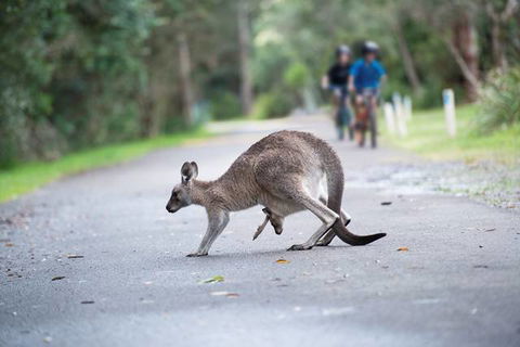 Myall Shores Holiday Park - Accommodation Redcliffe 11
