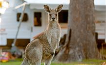 BIG4 Sunshine South West Rocks Holiday Park - South - Accommodation Redcliffe 3