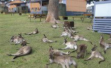 Durras Lake North Holiday Park - Accommodation Redcliffe 4