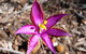 Mt Trio Bush Camp And Caravan Park - thumb 2