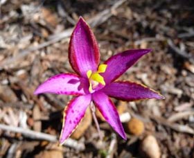 Mt Trio Bush Camp And Caravan Park - Accommodation Redcliffe 2