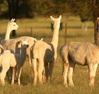 Waterfall Way Farmstay - Accommodation Redcliffe