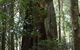 Cougal Park Bed And Breakfast - thumb 5