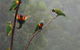 Cougal Park Bed And Breakfast - thumb 6