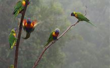 Cougal Park Bed And Breakfast - Accommodation Redcliffe 6