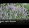Lavender Majestic - Accommodation Redcliffe