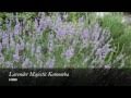 Lavender Majestic - Accommodation Redcliffe 0