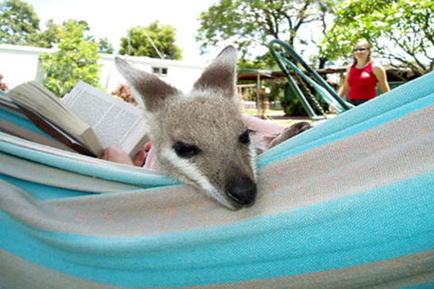 Myella Farmstay - Baralaba - Accommodation Redcliffe 6