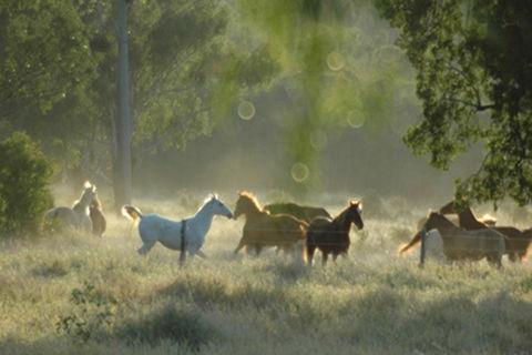 Myella Farmstay - Baralaba - Accommodation Redcliffe 8