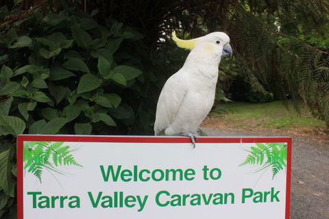 Tarra Valley Caravan Park - Accommodation Redcliffe 3