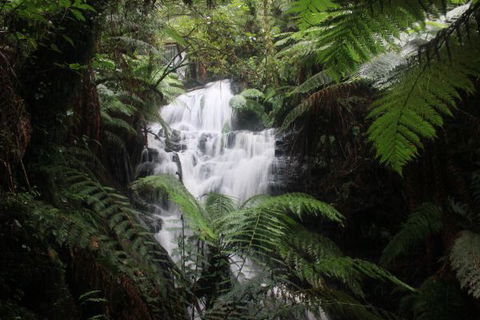 Tarra Valley Caravan Park - Accommodation Redcliffe 4
