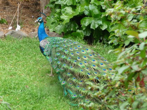 Eurambeen Historic Homestead And Gardens - Accommodation Redcliffe 4