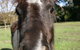 Kingbilli - thumb 8