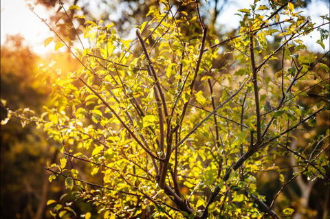 Fifth Ave Katoomba Retreat - Accommodation Redcliffe 4