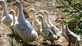 Duck Duck Goose Bed And Breakfast - Accommodation Redcliffe 0