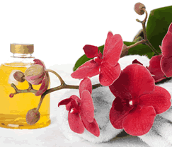 Sunny Hill Retreat Accommodation  Day Spa - Accommodation Redcliffe