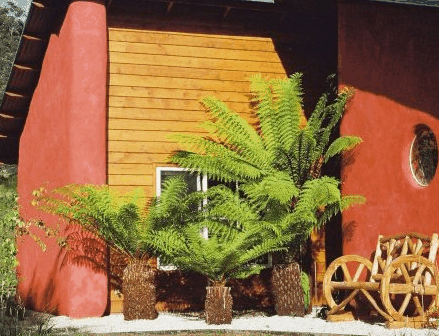 Whispering Spirit Cottage  Miniature Pony Stud - Accommodation Redcliffe