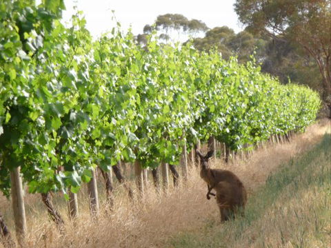 Angas Plains Wines Suites - Accommodation Redcliffe 6