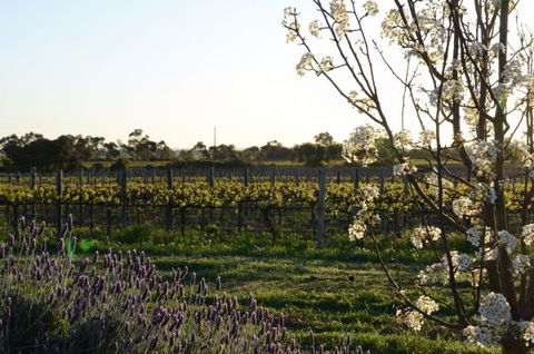 Angas Plains Wines Suites - Accommodation Redcliffe 7